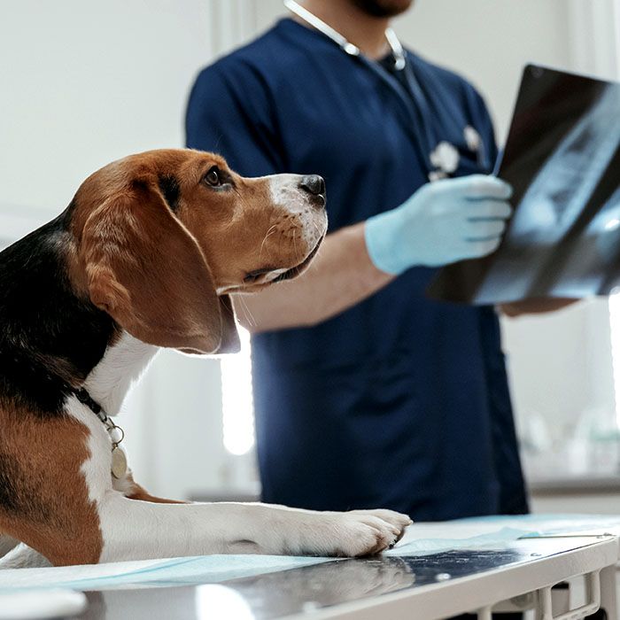 vet examining beagle dog x-rays