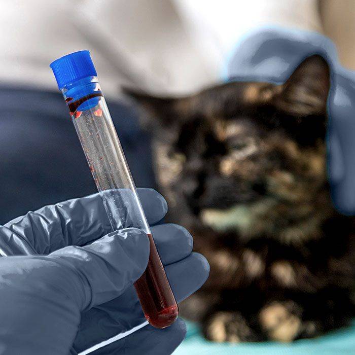 cats blood test