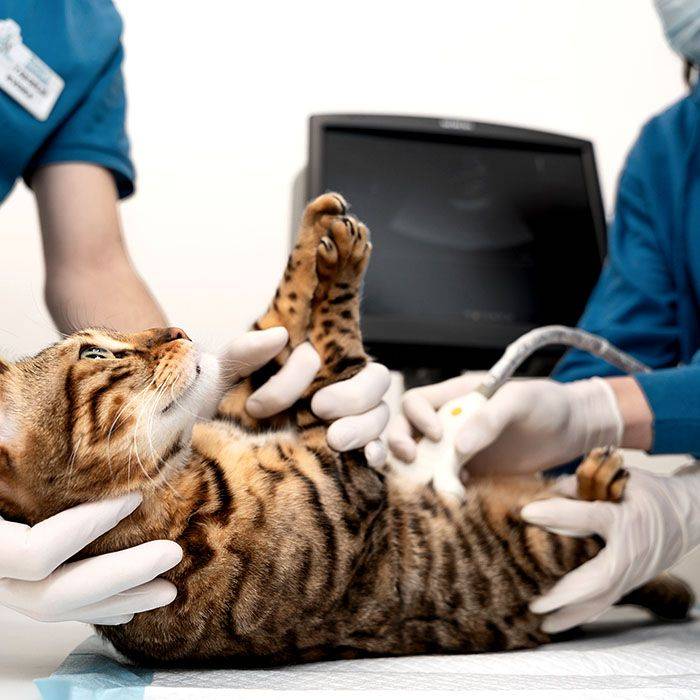 pregnant dog during ultrasound
