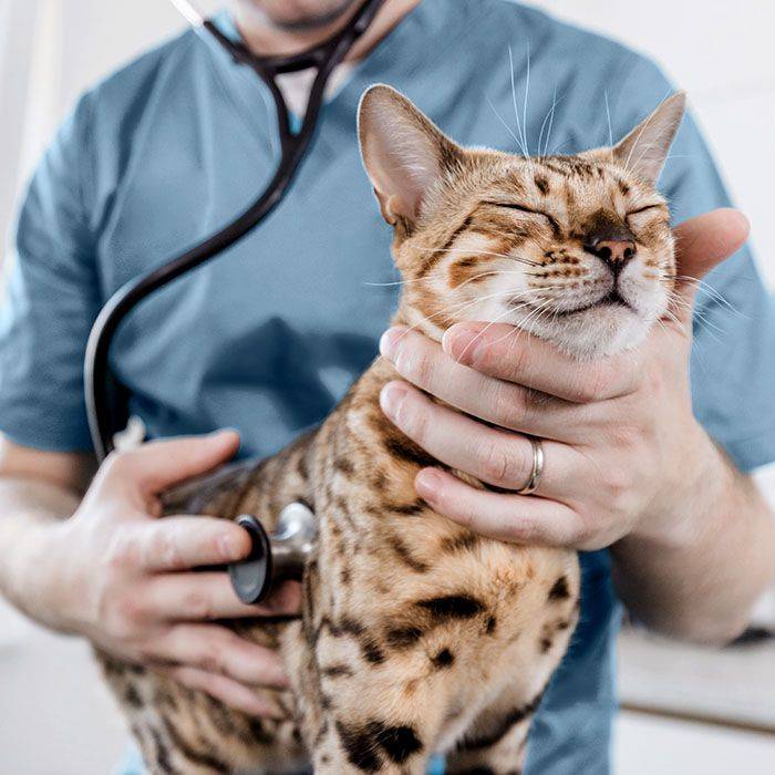 veterinarian examining patient beautiful brown cat with stethoscope